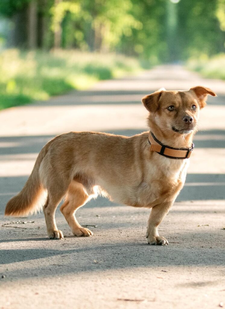 Tofu mit nur einem Vorderbein